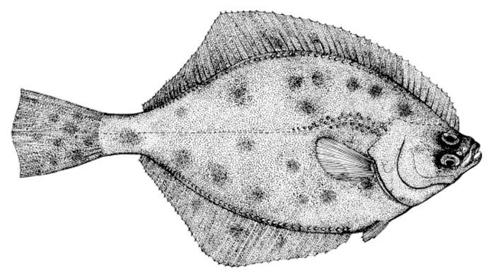 Platichthys flesus_01